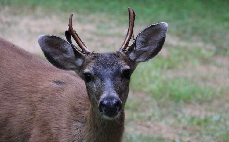 Young Buck after Rubbing His Antlers